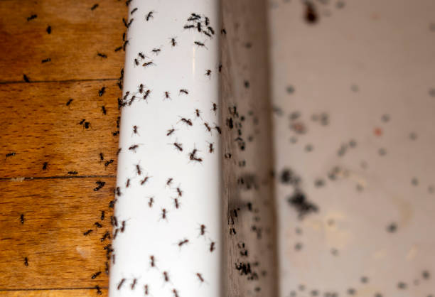 Reliable Monticello, NY Pest Control Solutions